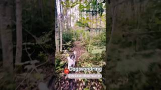 Dagsvandring vid Lövbrickans Naturreservat Örebrolän husky hiking naturereserves [upl. by Acireed]