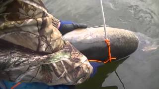 Bowfishing MONSTER 50lb Carp quotIs That A SHARKquot [upl. by Kovar858]