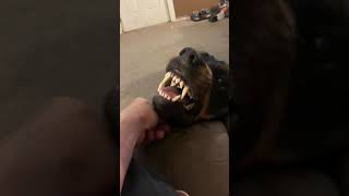 Rottweiler growling with love [upl. by Ppik334]