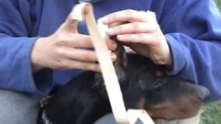 Dobermann ear taping [upl. by Xela]