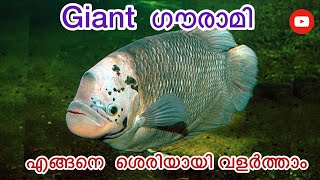 Giant gourami fish malayalam  Giant gouramiCaring and breeding Detailsgourami fishfishandfresh [upl. by Eussoj]