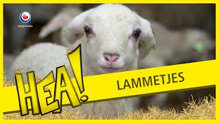 Lammetjes  HEA [upl. by Eilarol]