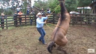 Doma Racional Cavalo Xucro no Paraná [upl. by Eelitan]