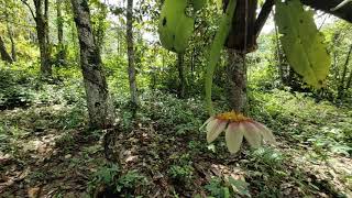 bulbophyllum lepidum in situ [upl. by Nahc]