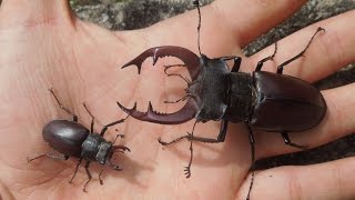 Lucanus cervus  Variation [upl. by Amlev309]