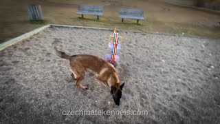 Malinois puppy training [upl. by Sophronia]