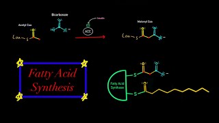 Fatty Acid Synthesis EVERYTHING YOU NEED TO KNOW MCAT BIOCHEMISTRY Map of Metabolism [upl. by Amadus]