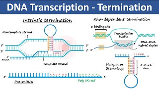 Transcription Termination in Prokaryotes amp Eukaryotes  Biochemistry [upl. by Ardnuyek]