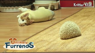 Cat Wants To Be Hedgehogs Friend l Unlikely Furrends Ep 1 [upl. by Einahpetse]