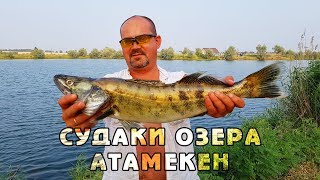 СУДАКИ ОЗЕРА АТАМЕКЕН Обзор уловов по озеру Советы рыбаков Рыбалка в Алматы [upl. by Eybba]