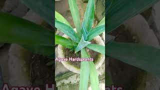 Agave Hardsplants🌵🌵 agave garden plants motivation outdoor plantytshort beautiful plants 🌵🌵🙏🙏 [upl. by Nonnek]