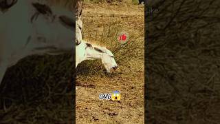 donkeys mating 😱donkey animals shortvideo wildanimals [upl. by Wanonah]