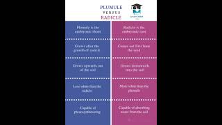 Difference between Plumule and Radicle Mscbscscience [upl. by Aiykan]