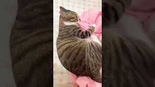 Cat engine 36 shorts cute beautiful cat love [upl. by Toole]