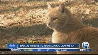 School pays tribute to cat [upl. by Bernita]