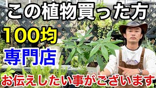 【知らなかった】そのパキラは必ず〇〇しないといけません。 【カーメン君】【園芸】【ガーデニング】【初心者】 [upl. by Demp]