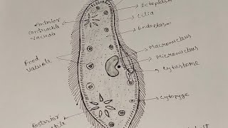 How To Draw Paramecium Easily। Paramecium Diagram।paramecium easydrawingbiology [upl. by Garson]