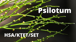 Psilotum  Pteridophyte [upl. by Atilal]