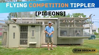 Flying Competition Tippler Pigeons  Loft Tour Stan Ogozalek [upl. by Verbenia607]