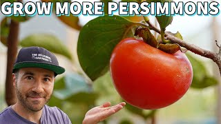 This Will Make Your Persimmon Tree Fruit Like Crazy [upl. by Lynnett655]