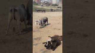 Buffalow vs bull fight [upl. by Llerahs]