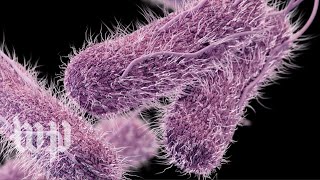 What is salmonella [upl. by Enoyrt]