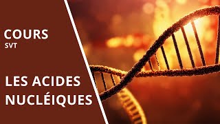 A7 Les acides nucléiques [upl. by Clementius]