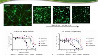 Introduction to iCell® Neurons [upl. by Rancell657]