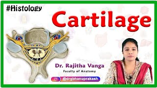 Cartilage Definition Structure Type and Location of Cartilage  Histology [upl. by Jennee308]