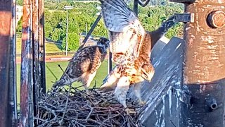 Redtailed Hawk Nestling Flaps And Hops Near Light Box At Cornell Hawks Nest – June 3 2024 [upl. by Broddie]