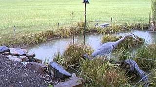 Blue Heron Tests our Goldfish Pond Wire Deterrent System [upl. by Jehanna]