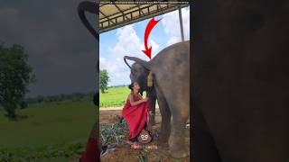 Why is this girl picking up elephant Potty [upl. by Sharleen]