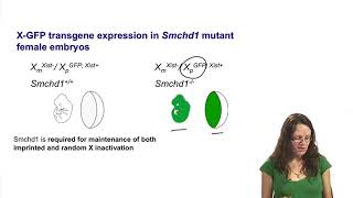 3 9 Stages of X inactivation maintenance of silencing e g Smchd1 [upl. by Fafa868]