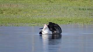 gans aan het wassen [upl. by Ainatnas]