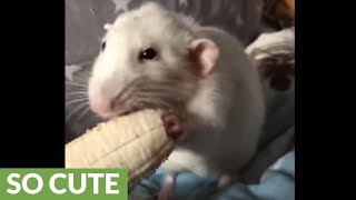 Pet rat chows down on banana [upl. by Vories]