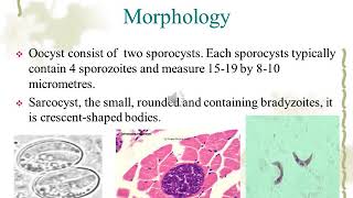 Sarcocystis species [upl. by Leroy]