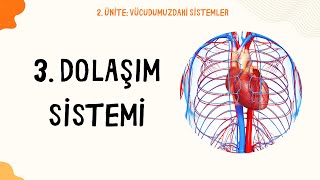 623 DOLAŞIM SİSTEMİ [upl. by Melisandra704]