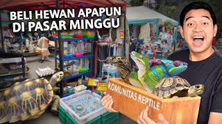 BELI APAPUN HEWAN DI PASAR MINGGU TERBESAR BANDUNG NEMU BANYAK BANGET REPTILE [upl. by Blaseio]