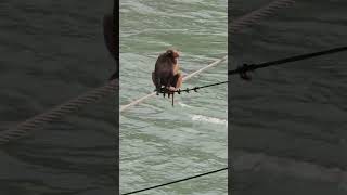 Monkey crossing bridge in Bhutan monkey naturemonkey cuteanimal cuteanimal cuteanimal animals [upl. by Lexa]