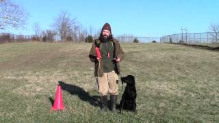 Training Your Labrador Retriever Puppy Part Six [upl. by Fauch]