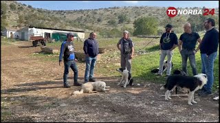 Emergenza cinghiali e lupi sulla Murgia [upl. by Aiyt]