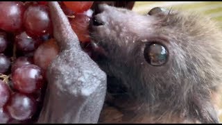 Baby bat loves expensive currant grapes this is Fussbudget [upl. by Repmek]