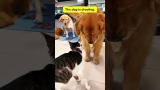 The wonderful relationship between cats and dogscat kitten funnycats funnyanimals funnypets [upl. by Neerroc]