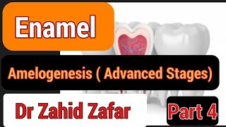 Part4 Enamel  Advanced stages of Amelogenesistencate enamel amelogenesisadvancedstages [upl. by Verdi]