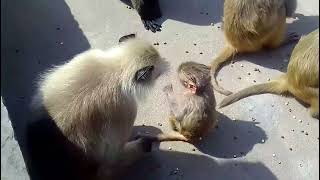 crazy langoor vs monkey  langoor monkey video  cute monkey baby [upl. by Kasper]