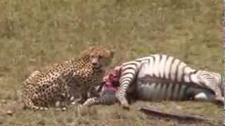 Honeys Boys make their first kill of a zebra in the Masai Mara [upl. by Bil]