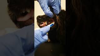 Ultrasonic Teeth Cleaning for Dogs [upl. by Tyne406]