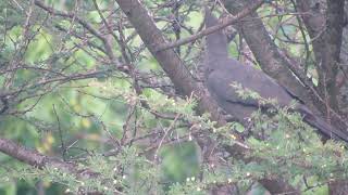 Grey Goawaybird Kruger South Africa 2015 [upl. by Uba]