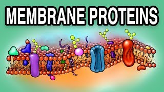 MEMBRANE PROTEINS  Types and Functions [upl. by Katha]