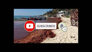 2024 Sargassum seaweed Update Riviera Maya  Mexico  Playa del Carmen [upl. by Annoyk]